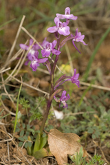 Orchis quadripunctata