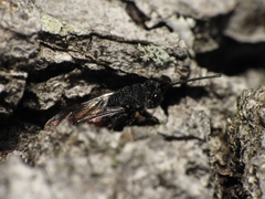 Phasgonophora sulcata