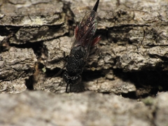 Phasgonophora sulcata