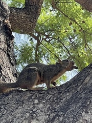 Sciurus niger
