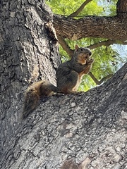 Sciurus niger