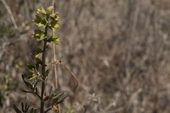 Teucrium bicolor