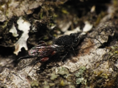 Phasgonophora sulcata