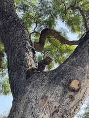 Sciurus niger