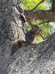Sciurus niger