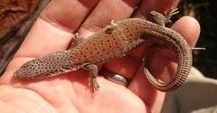 Varanus caudolineatus