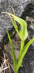 Pterostylis irwinii
