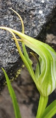 Pterostylis irwinii