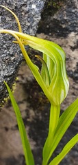 Pterostylis irwinii