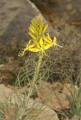 Asphodeline lutea