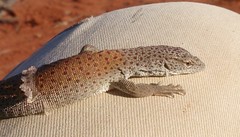 Varanus caudolineatus