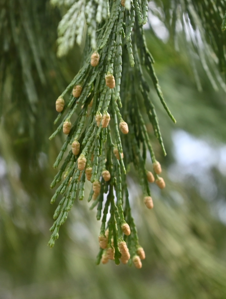 California incensecedar from Yosemite Village, Yosemite Valley, CA