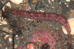 Arctic Shanny photo 3