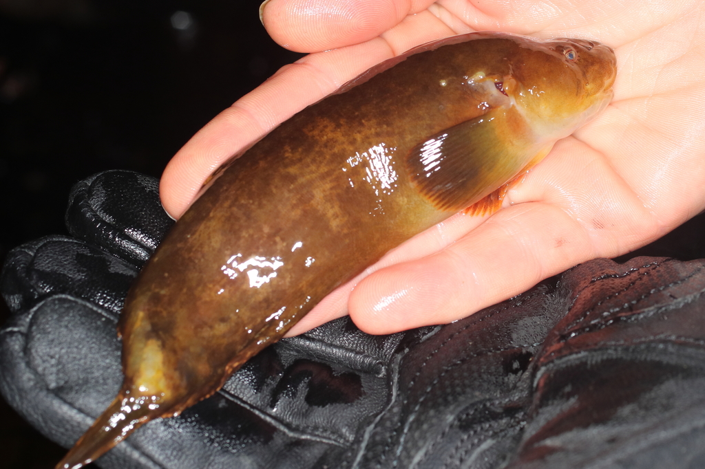 Bering snailfish