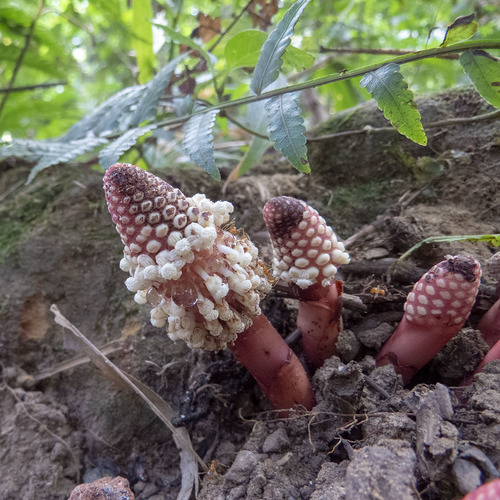 Balanophora dioica (Balanophora dioica)