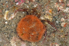 Elassochirus tenuimanus