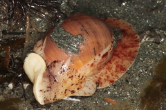 Cryptonatica aleutica