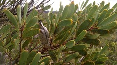 Hakea megalosperma