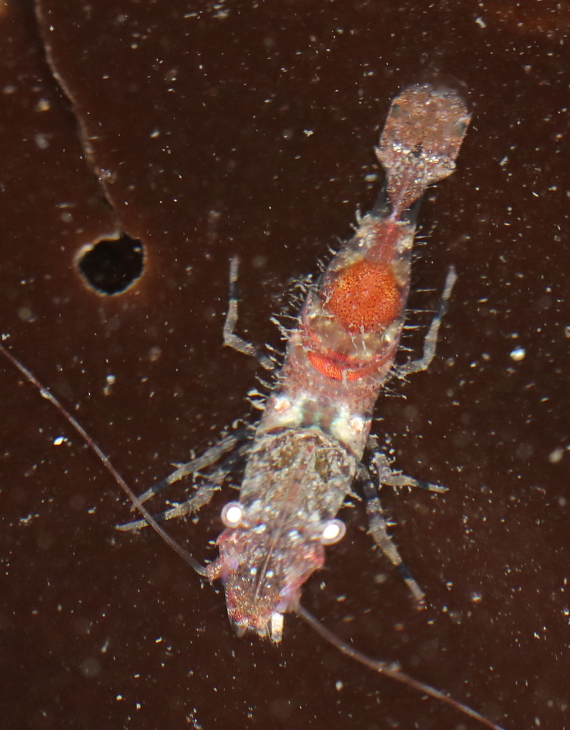 deep blade shrimp