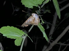 Apaturinae