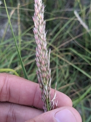 Pappophorum bicolor