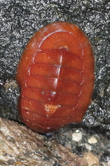 Lepidozona interstincta