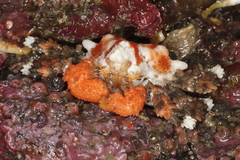 Phyllolithodes papillosus