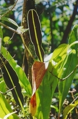 Elaphoglossum crassifolium