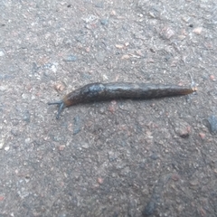 Limacoidea