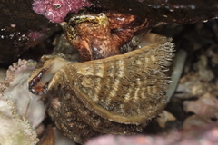 Fusitriton oregonensis