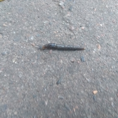 Limacoidea