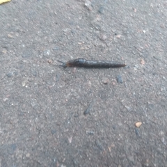 Limacoidea