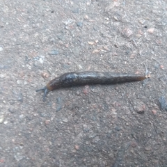 Limacoidea
