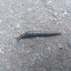 Limacoidea