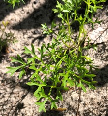 Xanthosia dissecta