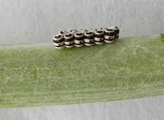 Murgantia histrionica