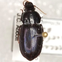 Aztecarpalus schaefferi