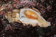 Scabrotrophon stuarti