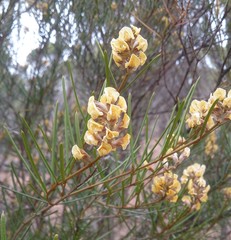 Gastrolobium ebracteolatum