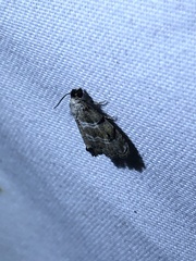 Abablemma bilineata