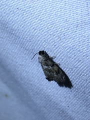 Abablemma bilineata