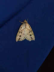 Olulis puncticinctalis