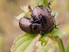 Chrysolina exanthematica