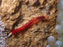 Squamocnus brevidentis