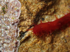 Squamocnus brevidentis