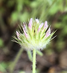 Trifolium microcephalum