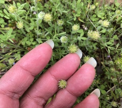 Trifolium microcephalum