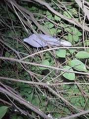 Streptopelia decaocto