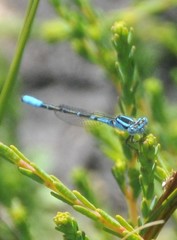 Austroagrion cyane