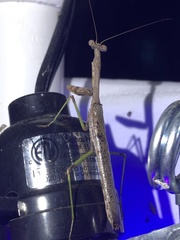 Stagmomantis resacae